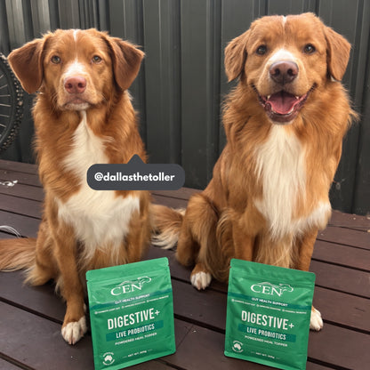 CEN Digestive+ Dog Probiotic Supplement