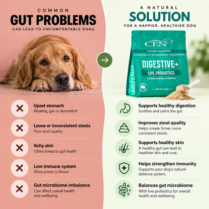 CEN Digestive+ Dog Probiotic Supplement