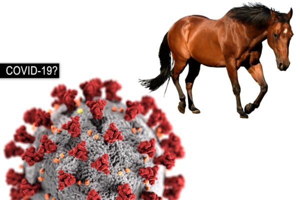 Can Horses Get Coronavirus COVID-19