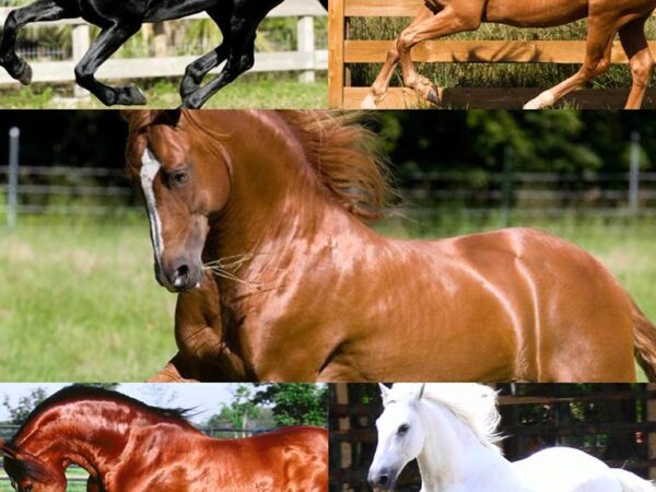 HOW TO IMPROVE YOUR HORSE’S COLOUR & SHINE