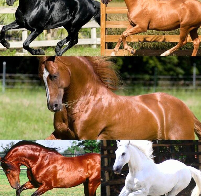 How To Improve Your Horse's Colour & Shine