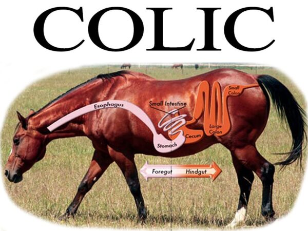 WHAT IS DIET-INDUCED COLIC IN HORSES?