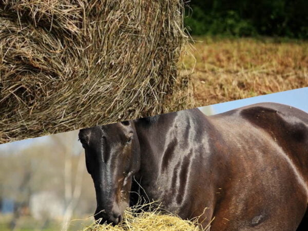 WHICH HAY TYPE IS THE BEST FOR YOUR HORSE?