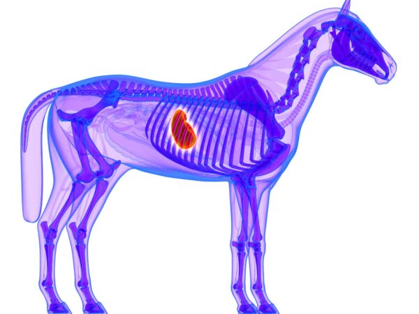 WHAT CAUSES ULCERS IN HORSES?