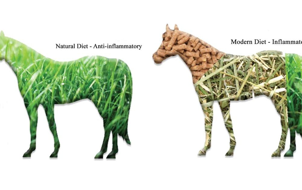 Inflammation Horses