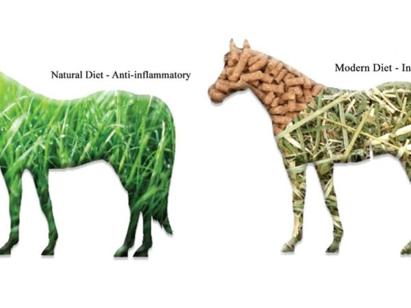 WHAT IS INFLAMMATION IN HORSES?