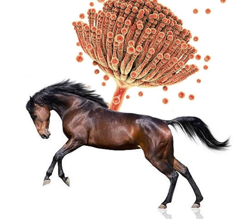 Are Myctoxins Harmful to Horses?