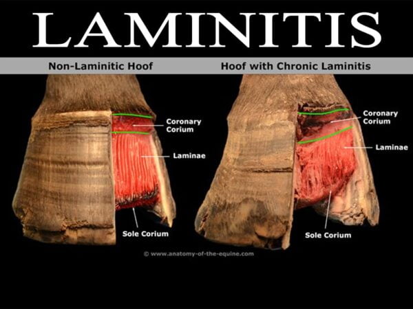 NUTRITION RELATED LAMINITIS