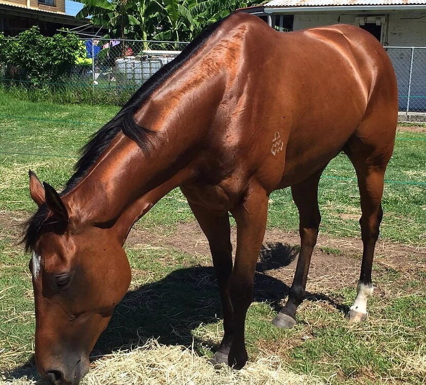 CEN horse oil - horse eating grass