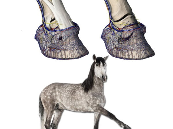 HEALTHY HOOVES – THE KEY TO HOOF HEALTH