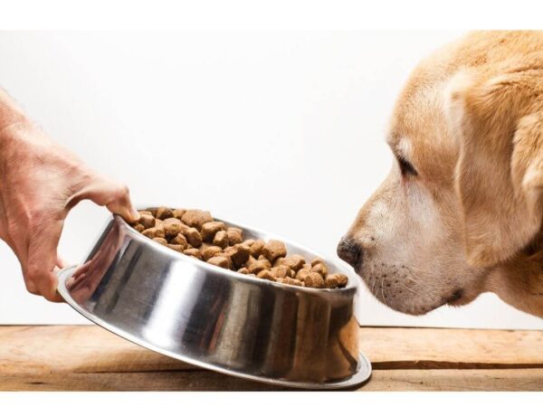 5 INGREDIENTS TO AVOID IN DOG FOODS