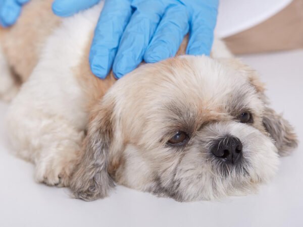 LEAKY GUT CONDITION IN DOGS