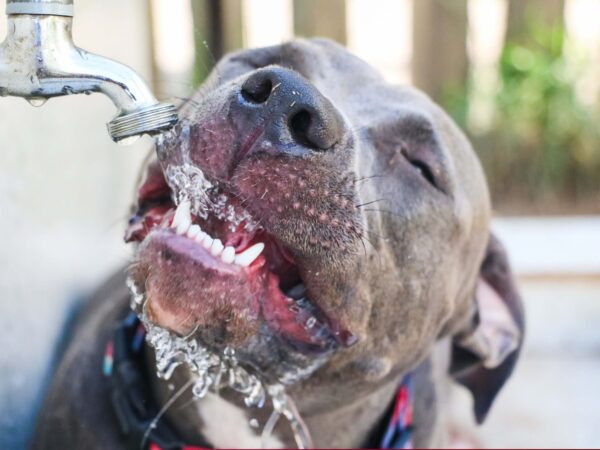 ELECTROLYTES & DEHYDRATION IN DOGS