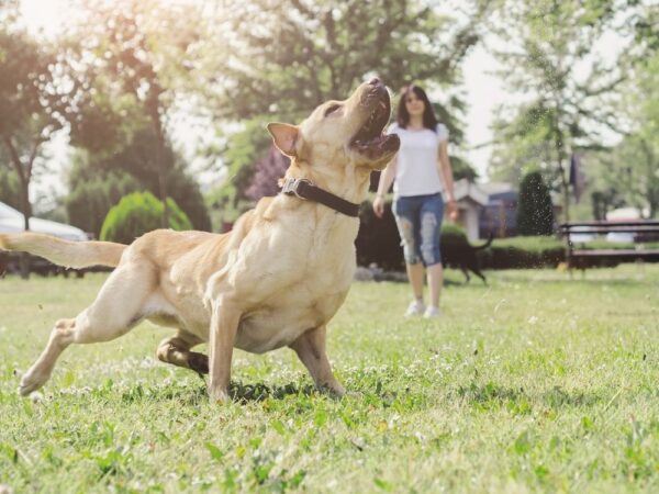 HOW MUCH EXERCISE DOES YOUR DOG NEED?