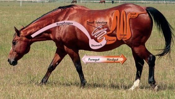 Hindgut Horse