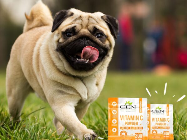 Benefits of Vitamin C for Dogs