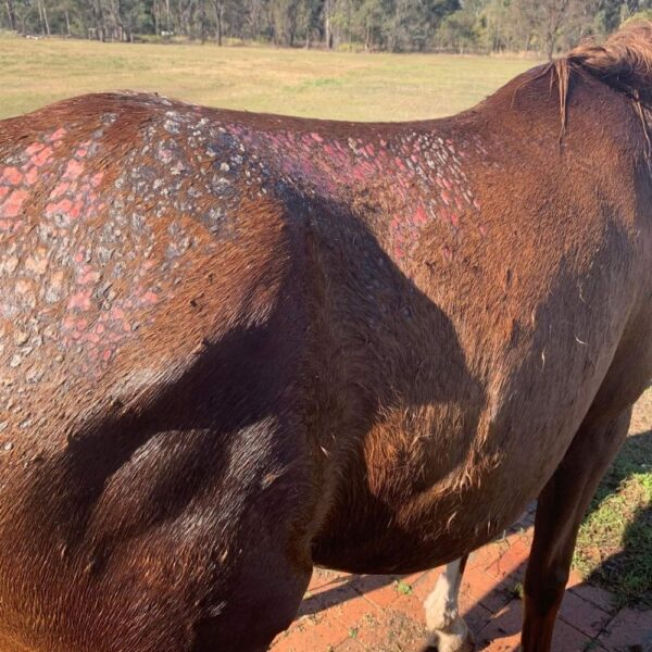 preventing rain rot on horse