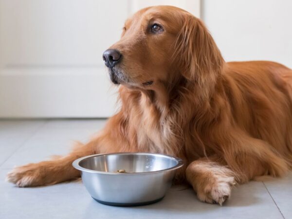 Dog Feeding Guides and Daily Calories