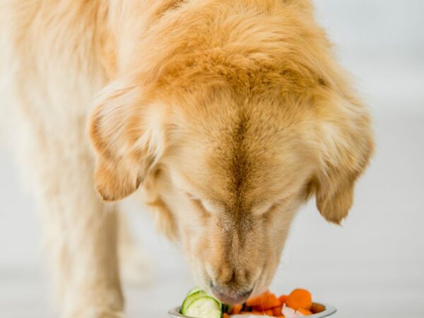 Vitamin and Mineral Deficiency in Dogs