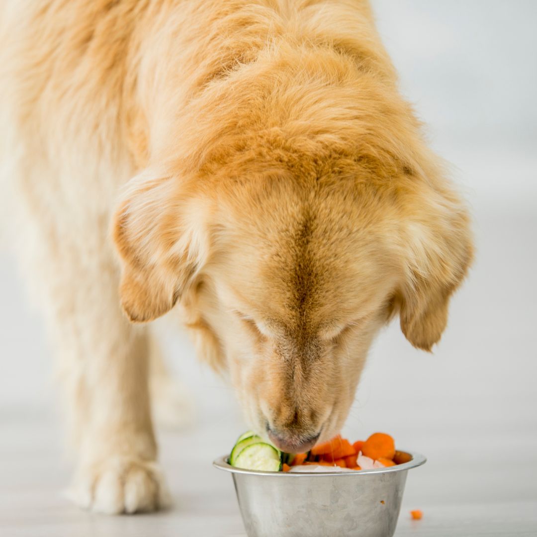 what vitamin deficiency causes seizures in dogs