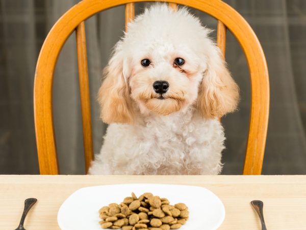 Pancreatitis in Dogs – The Cause Is Carbohydrates And Processed Food, Not Fat!