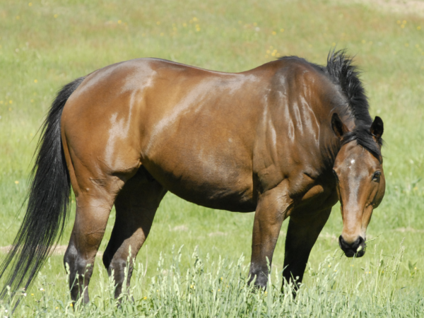 Understanding and Managing Diarrhea in Horses