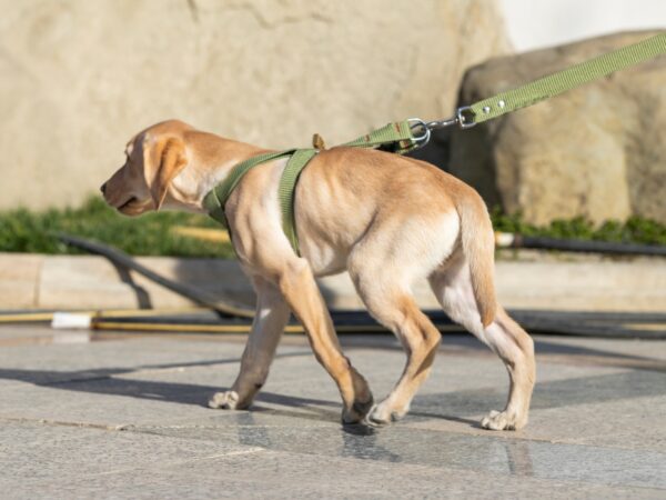 Preventing Hip Dysplasia In Dogs